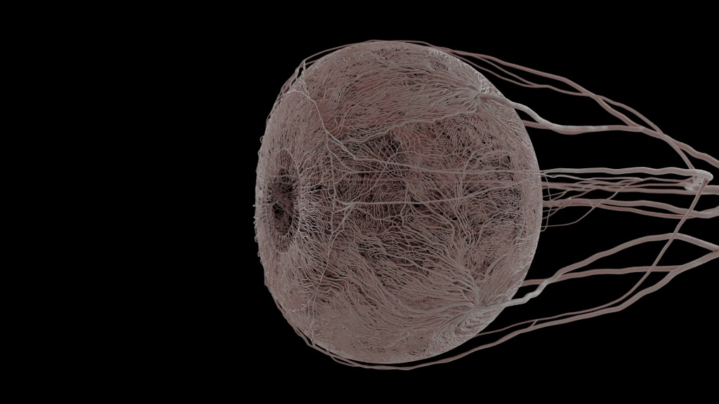 Digital simulation of the human heart